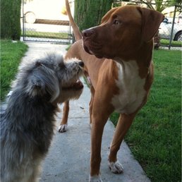 Boss and Roxy love up pup and away! Boss and Roxy love up pup and away!