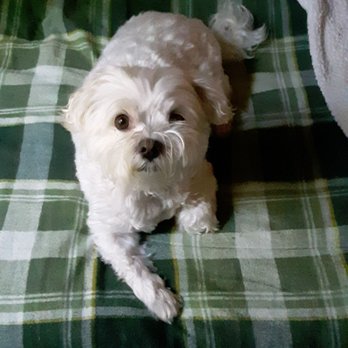 Dirty Dog Grooming - Pet Groomers Near Me - Florence, Oregon Dirty Dog Grooming - Pet Groomers Near Me - Florence, Oregon