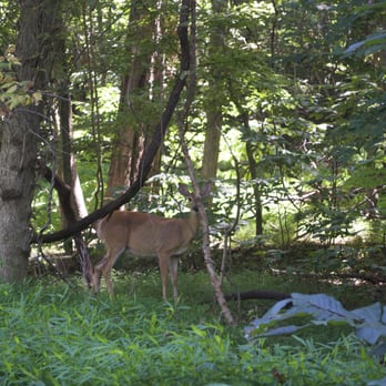 Fort Washington Park - Deer - Parks Near Me - Fort Washington, Maryland Fort Washington Park - Deer - Parks Near Me - Fort Washington, Maryland