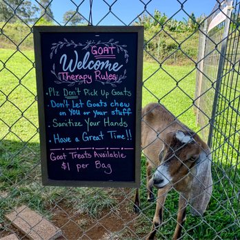 Honomu Goat Dairy - The entrance gate. Already a resident waiting for me! - Attraction Farms Near Me - Honomu, Hawaii Honomu Goat Dairy - The entrance gate. Already a resident waiting for me! - Attraction Farms Near Me - Honomu, Hawaii