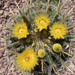Arizona Botanical Gardens