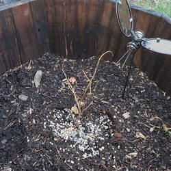 New Life Nursery & Garden - Dead plant 24hrs after receiving from NewLifeNursery1.net