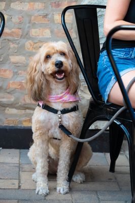 Pilot Project Brewing - Wrigleyville by null