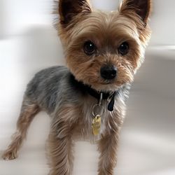 Canine Couture Pet Salon Boutique Giftly Beautiful Gift Card