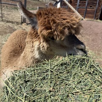 Smooth Alpaca Experience - Alpaca - Petting Zoos Near Me - Golden, Colorado Smooth Alpaca Experience - Alpaca - Petting Zoos Near Me - Golden, Colorado