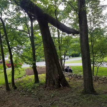 Blue Mountain Tree Company - Tree Services Near Me - Pine Grove, Pennsylvania