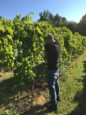 Le Chat Botté vignoble biologique et cidrerie / Le Chat Botte Organic Winery and Cidery by null