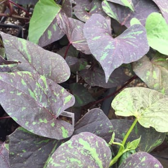 Pine's Garden & Market - Jade masquerade/ ipomoea batatas - Nurseries & Gardening Near Me - Lawrence, Kansas Pine's Garden & Market - Jade masquerade/ ipomoea batatas - Nurseries & Gardening Near Me - Lawrence, Kansas