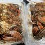 Culture & Crabs