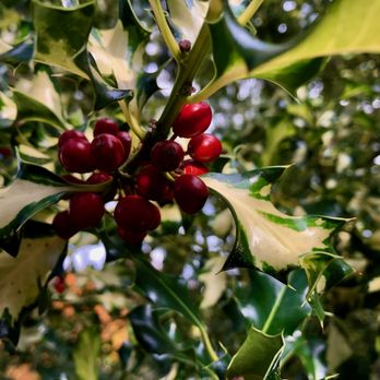 Hoyt Arboretum - Red berry holly - Botanical Gardens Near Me - Portland, Oregon