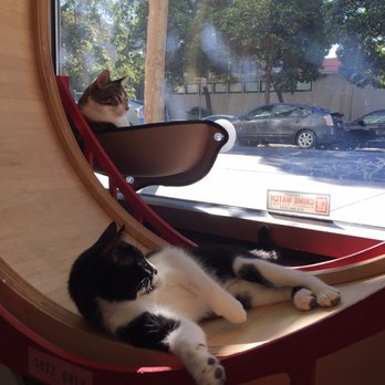 KitTea - Pet Adoption Near Me - San Francisco, California