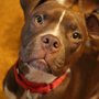 Photo of JRs Pups-N-Stuff Dog Rescue