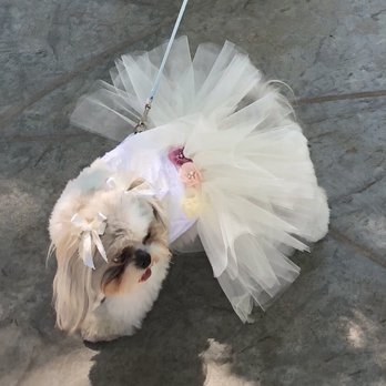 The Blossom Salon - Jenni helped me put my puppy's bows on her ears for my wedding - Hair Salons Near Me - Sebastopol, California