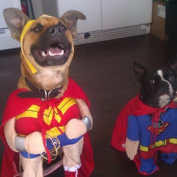 Noahs Bark - My friend rescued Honey (now Lucy - wonder woman).  How cute is that! - Animal Shelters Near Me - Manhattan Beach, California