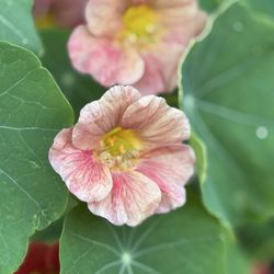 Redwood Barn Nursery - One of the nasturtiums I planted last fall