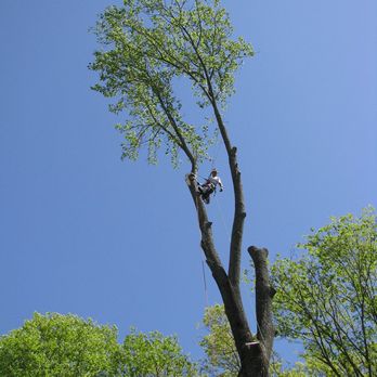 Acer Tree Service - Tree Services Near Me - Trumbull, Connecticut Acer Tree Service - Tree Services Near Me - Trumbull, Connecticut