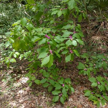 Jekyll Island - Beautiful plants with berries. Not sure the kind, but pretty. - Local Flavor Near Me Jekyll Island - Beautiful plants with berries. Not sure the kind, but pretty. - Local Flavor Near Me
