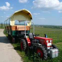 Weingut Bergkloster Gröbe & Söhne - Weinprobe im Wingert