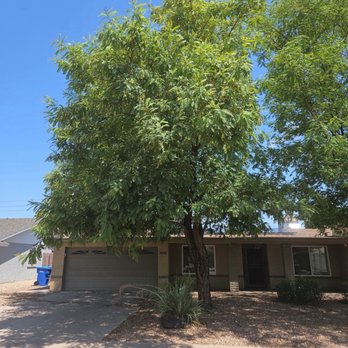 Trees For Needs - Before trimming - Tree Services Near Me - Phoenix, Arizona Trees For Needs - Before trimming - Tree Services Near Me - Phoenix, Arizona