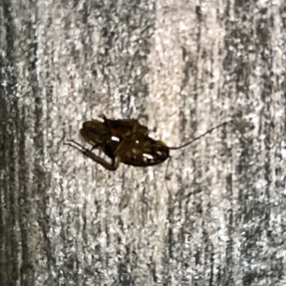 There was a live cockroach in the bathroom and black mold in the shower.