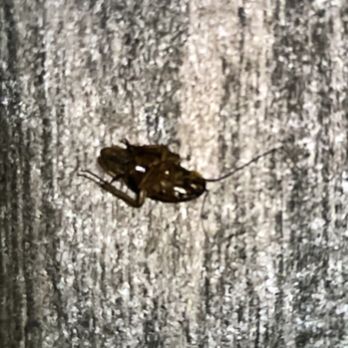 Days Inn by Wyndham Augusta - There was a live cockroach in the bathroom and black mold in the shower. - Hotels Near Me - Augusta, Maine Days Inn by Wyndham Augusta - There was a live cockroach in the bathroom and black mold in the shower. - Hotels Near Me - Augusta, Maine