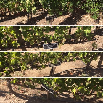 Silverado Vineyards - Some of the grapes - Wineries Near Me - Napa, California Silverado Vineyards - Some of the grapes - Wineries Near Me - Napa, California