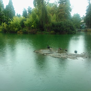 Laurelhurst Park - Ducks in the rain! - Parks Near Me - Portland, Oregon Laurelhurst Park - Ducks in the rain! - Parks Near Me - Portland, Oregon