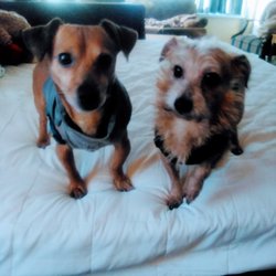 Ask Angie Travels - AAT offers pet-friendly travel services to all.