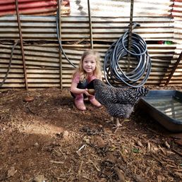 Feeding the hens Feeding the hens