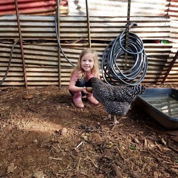 Keiki & Plow - Feeding the hens - Pick Your Own Farms Near Me - Honolulu, Hawaii Keiki & Plow - Feeding the hens - Pick Your Own Farms Near Me - Honolulu, Hawaii