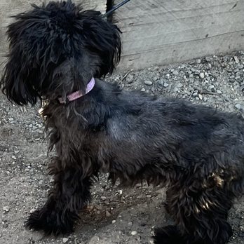 100% Fancy Grooms - My baby after I cut her hair. - Pet Groomers Near Me - Fresno, California 100% Fancy Grooms - My baby after I cut her hair. - Pet Groomers Near Me - Fresno, California