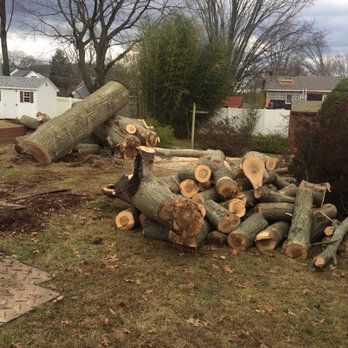 Expert Tree Removal - Tree Services Near Me - Prospect, Connecticut