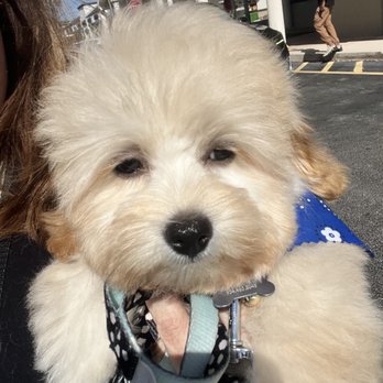 La Bone Pet Spa - Tired but cute! - Pet Stores Near Me - Cooper City, Florida