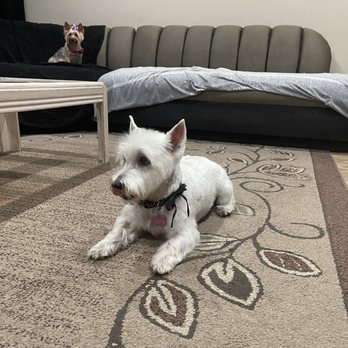 Royalty Paw Grooming - Pet Groomers Near Me - Las Vegas, Nevada Royalty Paw Grooming - Pet Groomers Near Me - Las Vegas, Nevada
