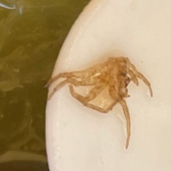Tasty Pot - bug!! - Taiwanese Near Me - Milpitas, California Tasty Pot - bug!! - Taiwanese Near Me - Milpitas, California