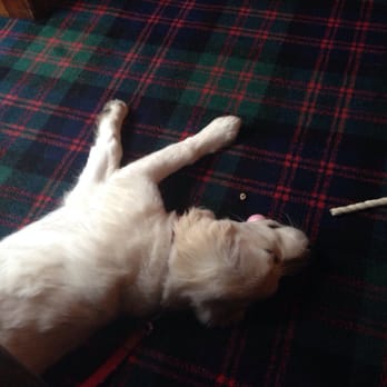 Abbotsford Hotel - Luna enjoying the tartan carpet! - Hotels Near Me - Ayr, SAY Abbotsford Hotel - Luna enjoying the tartan carpet! - Hotels Near Me - Ayr, SAY
