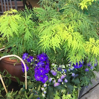 Moana Nursery - Zen Japanese maple - Nurseries & Gardening Near Me - South Reno, Nevada