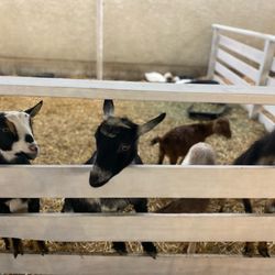 Debbie and Jeff's - Goats