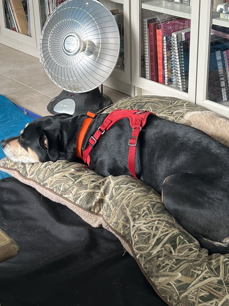 ALL FUN & PLAY PET SITTING AND BOARDING 29 Photos & 58 Reviews Dog