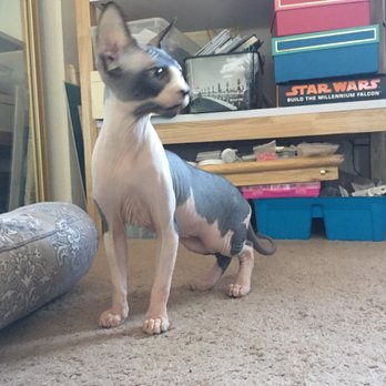 Hollywood Sphynx - My wonderful little girl Eve! - Pet Services Near Me Hollywood Sphynx - My wonderful little girl Eve! - Pet Services Near Me