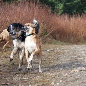 Furkids Pet Care - Pet Sitting Near Me Furkids Pet Care - Pet Sitting Near Me