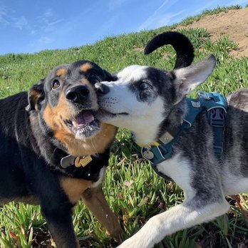 Best Buddy Dog Walks - Gericault and a new friend at Fort Funston! - Dog Walkers Near Me Best Buddy Dog Walks - Gericault and a new friend at Fort Funston! - Dog Walkers Near Me