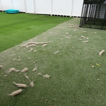 Total Turf Care - 1. Odor Removal
2. Machine Cleaning
3. UV Protectant to prevent sun damage.
www.totalturfclean.com - Artificial Turf Near Me - wildomar, California Total Turf Care - 1. Odor Removal
2. Machine Cleaning
3. UV Protectant to prevent sun damage.
www.totalturfclean.com - Artificial Turf Near Me - wildomar, California