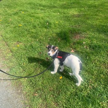 Vedder Mountain Veterinary - Walking the dog - Veterinarians Near Me - Chilliwack, British Columbia Vedder Mountain Veterinary - Walking the dog - Veterinarians Near Me - Chilliwack, British Columbia