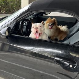 Top Dog Wash And Groom San Diego: Ultimate Pet Pampering