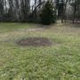Photo of CAS Tree Service