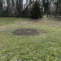 CAS Tree Service - Tree removal and stump grind.