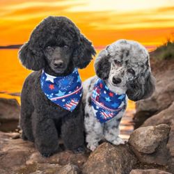 The Groom Room Mobile Dog Grooming - Mini poodles