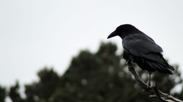 South Rim Trail by null
