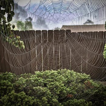 Walgreens - a spider web in the middle of a garden - Drugstores Near Me - Chula Vista, California Walgreens - a spider web in the middle of a garden - Drugstores Near Me - Chula Vista, California